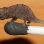 Mažiausias chameleonas pasaulyje (Foto)