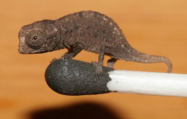 Mažiausias chameleonas pasaulyje (Foto)