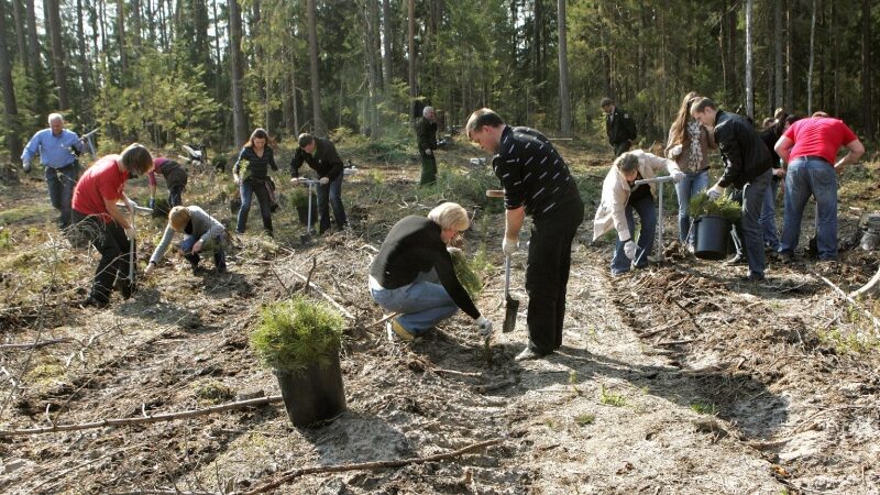 Vietoj elektroninių atliekų – žaliuojantis miškas