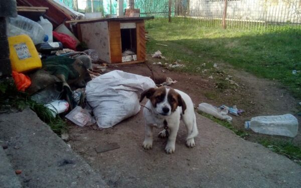 Globotinio pusryčiai: buvęs kankinys Mėjukas ieško namų