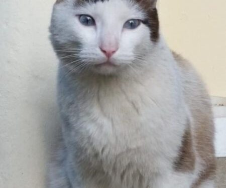 Globotinio pusryčiai: mėlynakis liūdesiukas laukia mylinčio žmogaus