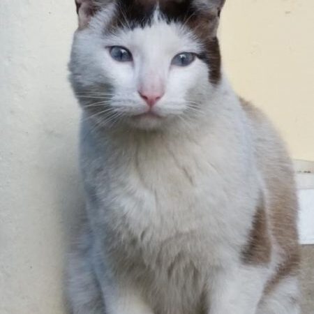 Globotinio pusryčiai: mėlynakis liūdesiukas laukia mylinčio žmogaus
