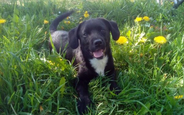 Globotinio pusryčiai: linksmuolis Memfis ieško tikrų draugų