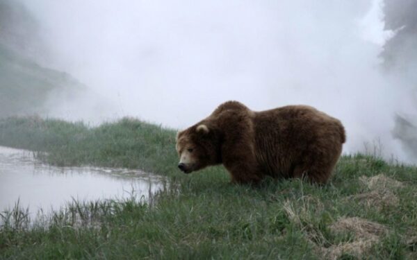 „Meškų žemė“ – pirmoji 3D, „Įsikūnijimo“ kameromis nufilmuota dokumentinė juosta