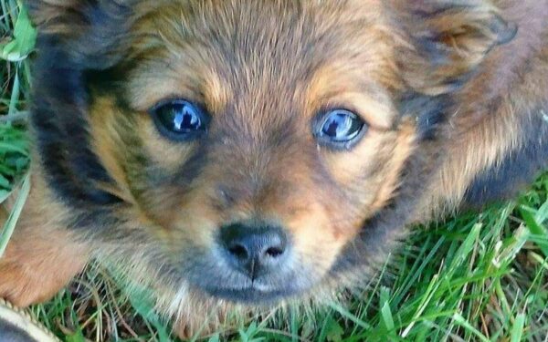 Globotinio pusryčiai: mažoji Meškutė