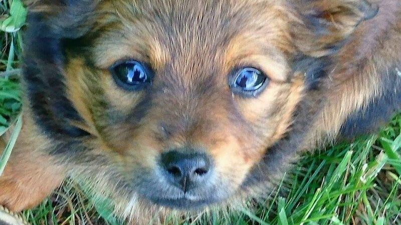 Globotinio pusryčiai: mažoji Meškutė