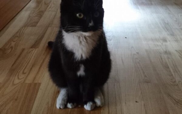 Globotinio pusryčiai: keliauninkė Micė