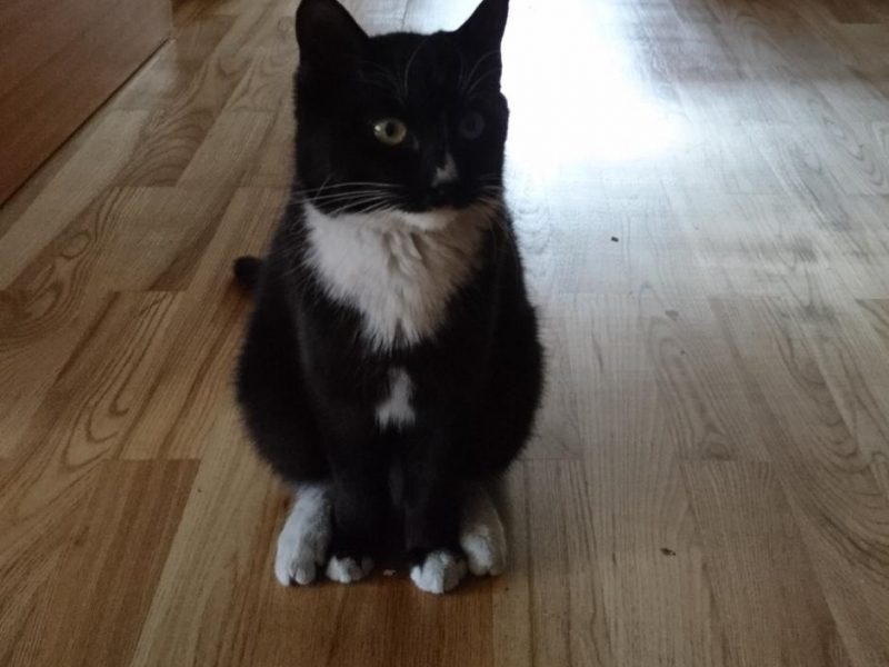 Globotinio pusryčiai: keliauninkė Micė