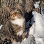 Globotinio pusryčiai: miške rastas katinėlis Mikė - Miškinukas