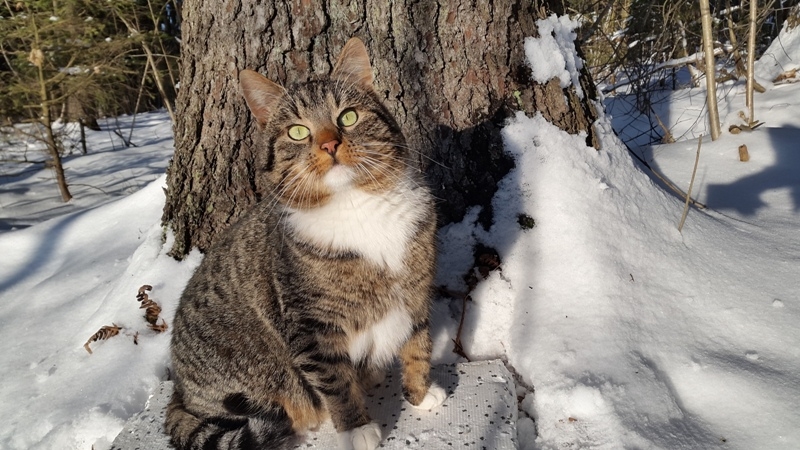 Globotinio pusryčiai: miške rastas katinėlis Mikė - Miškinukas