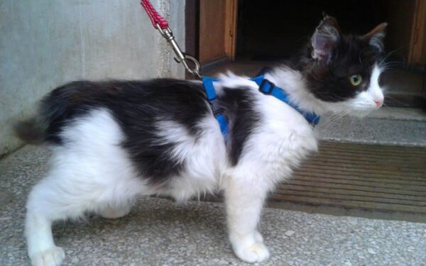 Globotinio pusryčiai: gyvenimo džiaugsmą atgavęs Mikutis