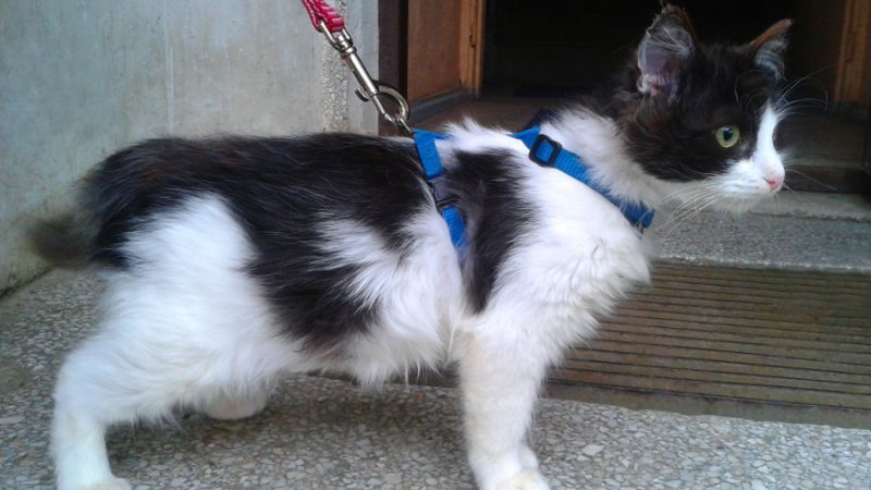 Globotinio pusryčiai: gyvenimo džiaugsmą atgavęs Mikutis