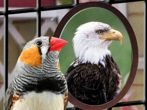 Kodėl mūsų atvaizdas veidrodyje ir nuotraukoje skiriasi?