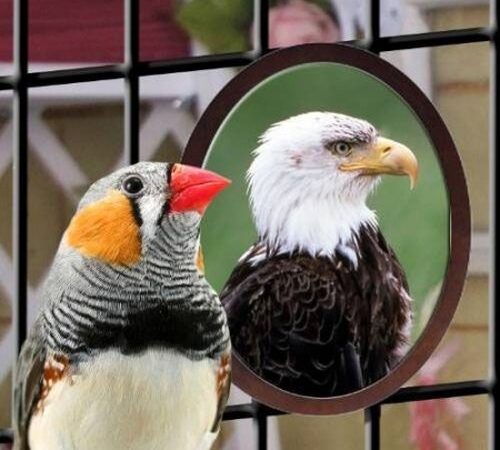 Kodėl mūsų atvaizdas veidrodyje ir nuotraukoje skiriasi?