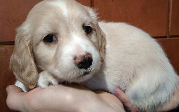 Globotinio pusryčiai: Monytės moniukai ieško namų