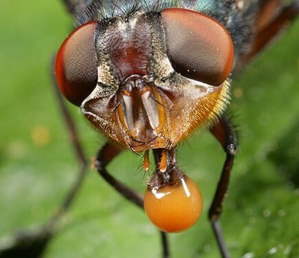 Prieš ilgąjį savaitgalį gyventojai perspėjami apie bundančius kenkėjus