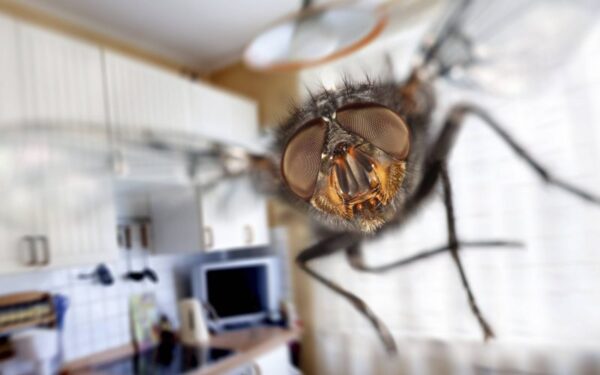 Kodėl musė trina „rankomis“, o uodas „geria“ kraują?