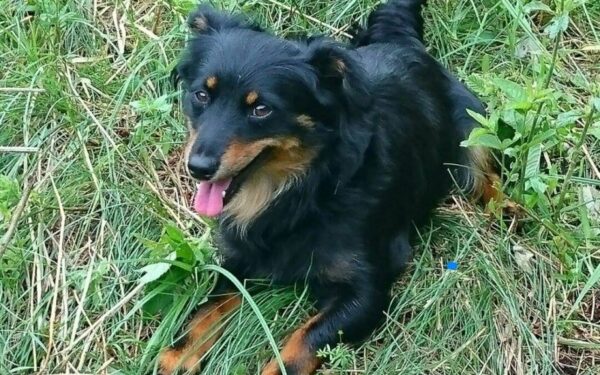 Globotinio pusryčiai: Katino dydžio Mamutė