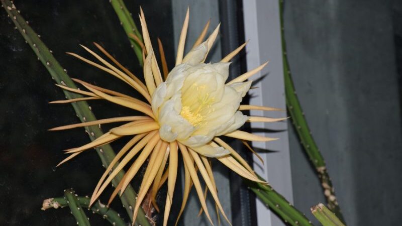 Užfiksavo didžiuosius mėnesienos žiedus – „nakties karalienės“ žydėjimą