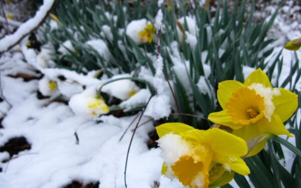 Savaitgalio orai skamba kaip „pavasaris“