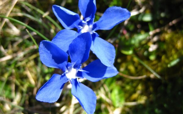 Žiemos ir pavasario sandūra pokyčių neatneš