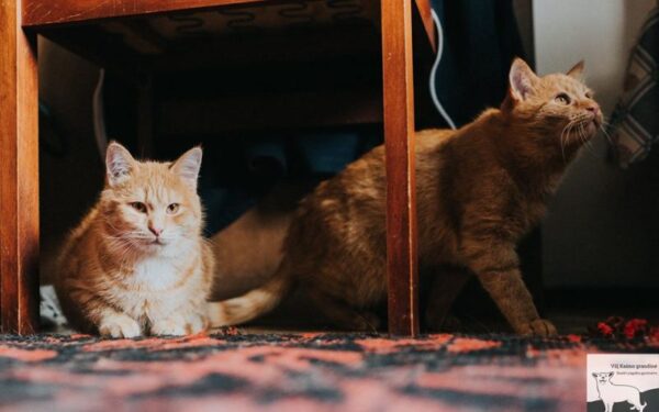 Globotinio pusryčiai: ugninio grožio Nikis