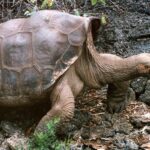 Nudvėsė paskutinis vieno Galapagų vėžlių porūšio palikuonis