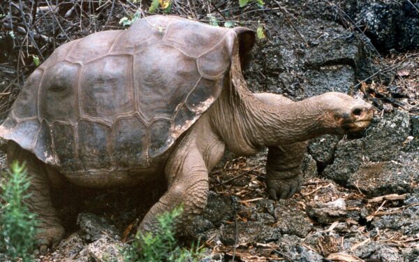 Nudvėsė paskutinis vieno Galapagų vėžlių porūšio palikuonis