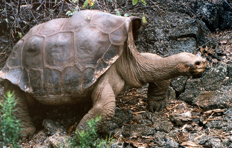 Nudvėsė paskutinis vieno Galapagų vėžlių porūšio palikuonis