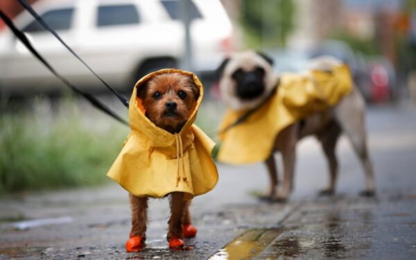 Kokie bus šios savaitės orai?