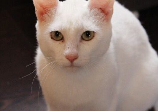 Globotinio pusryčiai: Ogis – aš nieko negirdžiu, bet viską jaučiu