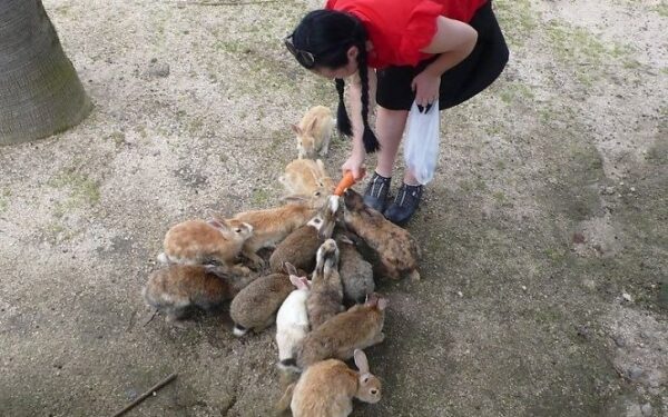 Okunoshima – vienintelė pasaulyje sala, kurią valdo triušiai (foto)