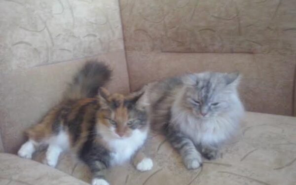 Globotinio pusryčiai. Katytės Maja ir Olivija skubiai ieško naujų namų (foto)