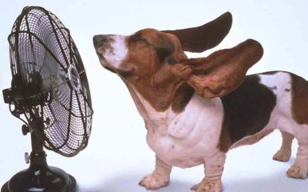 Kiek ilgai dar laikysis kaitra?