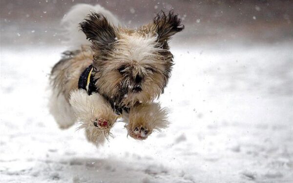 Savaitės orai: su žiema kuriam laikui teks atsisveikinti