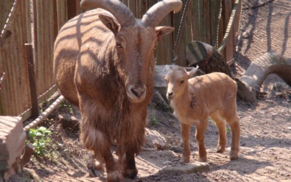 Zoologijos sodas Kaune: ką naujo ir neregėto pamatysime? (Foto)