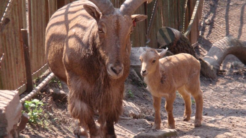 Zoologijos sodas Kaune: ką naujo ir neregėto pamatysime? (Foto)