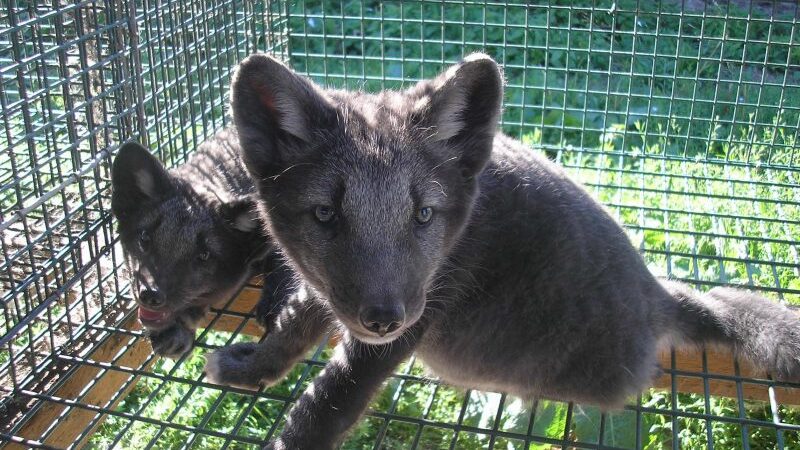 Kai sudėjus 87 išeina 1