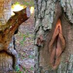 Gamtos pornografija: juokingai išaugę medžiai (foto)