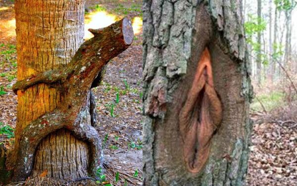 Gamtos pornografija: juokingai išaugę medžiai (foto)