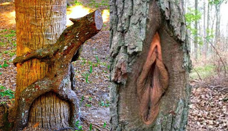 Gamtos pornografija: juokingai išaugę medžiai (foto)