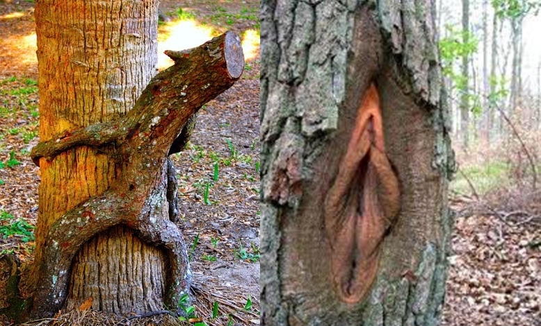 Gamtos pornografija: juokingai išaugę medžiai (foto)