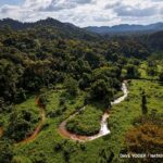 Neįžengiamose Hondūro džiunglėse aptikti senovinio miesto pėdsakai