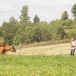 „Pakeliui“ filmavimų metu Mantas Jankavičius surengė koncertą karvėms pievų vidury! (video)