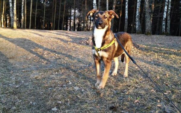 Globotinio pusryčiai: Panda, kuri visai ne panda, ieško namų