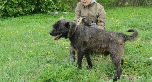 Globotinio pusryčiai. Namų ieško prieglaudos veteranas Pankas (foto