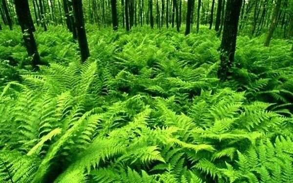 Joninių proga Lietuvos paštas kviečia rašyti sveikinimus