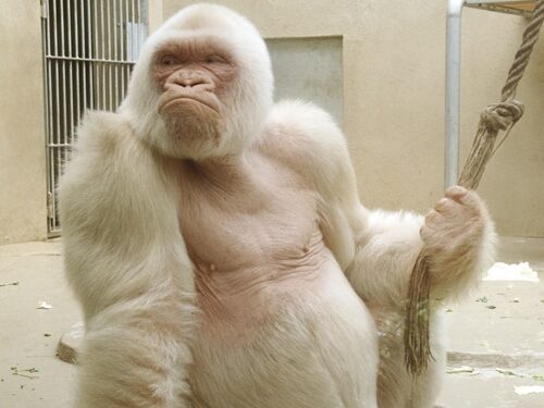 Įminta vienintelės pasaulio gorilos albinosės paslaptis (foto)
