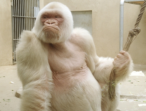Įminta vienintelės pasaulio gorilos albinosės paslaptis (foto)