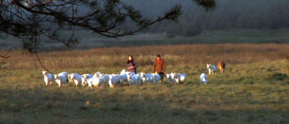 „Šeršėliafam“ atidarė G. Žičkytės filmas apie sūrininkus (foto)